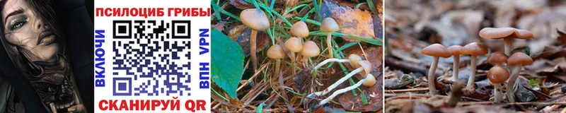 Галлюциногенные грибы Cubensis  Верхний Тагил 